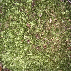 01 Bryophytes